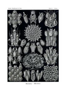 Bryozoa by German School