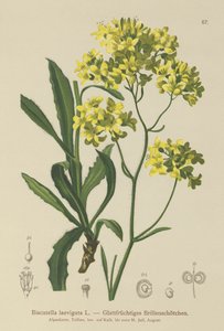 Buckler Mustard