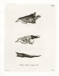 Bushbuck Horns by German School