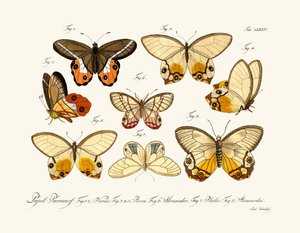Butterflies by German School