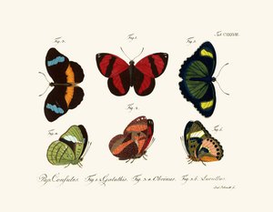 Butterflies by German School
