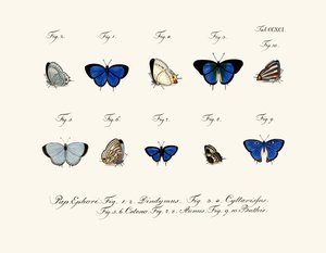 Butterflies by German School