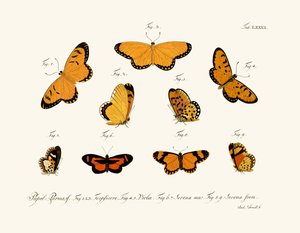 Butterflies