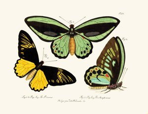 Butterflies by German School