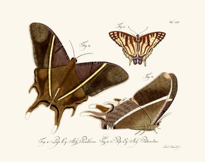 Butterflies by German School