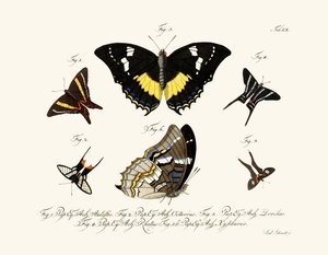Butterflies by German School