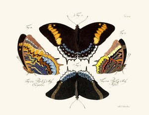 Butterflies by German School