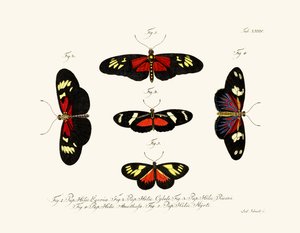 Butterflies by German School
