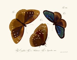 Butterflies by German School