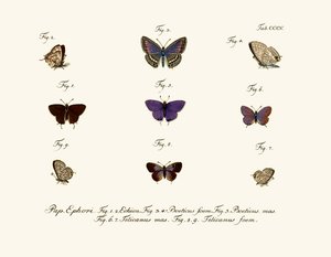 Butterflies by German School