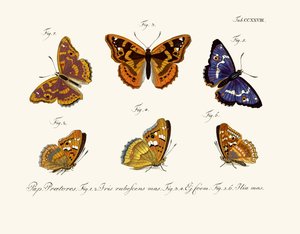 Butterflies by German School