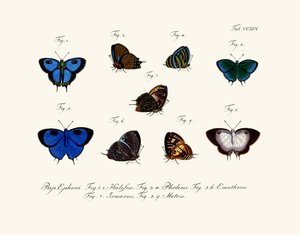 Butterflies by German School