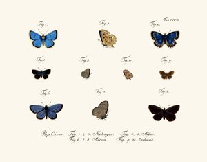 Butterflies by German School