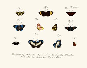 Butterflies by German School