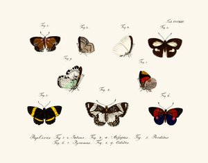 Butterflies by German School