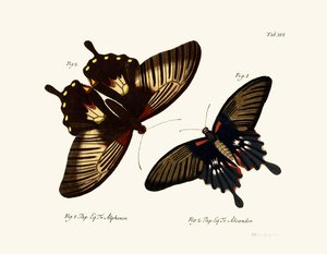 Butterflies