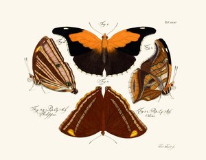 Butterflies by German School