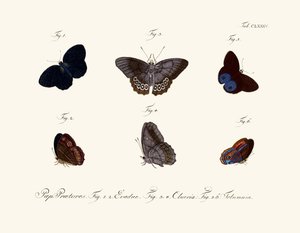 Butterflies by German School