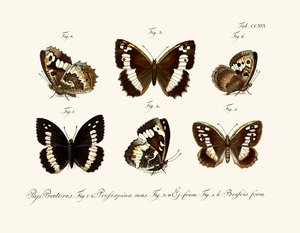 Butterflies by German School