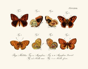 Butterflies by German School