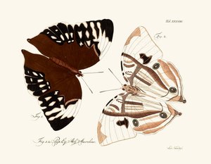Butterflies by German School
