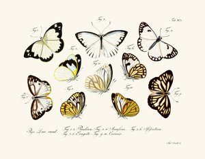 Butterflies by German School