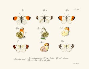 Butterflies by German School