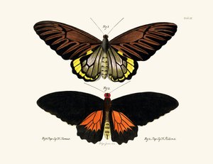 Butterflies by German School