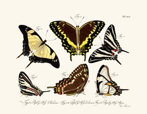 Butterflies