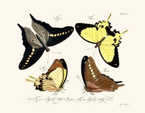 Butterflies by German School