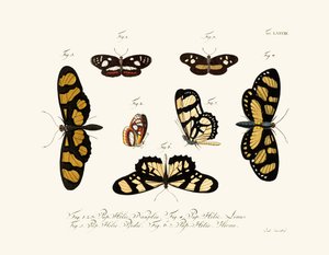 Butterflies by German School