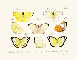 Butterflies by German School