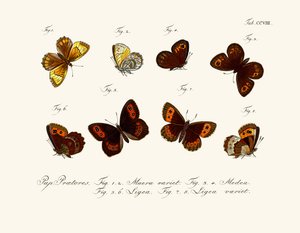 Butterflies by German School