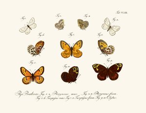 Butterflies