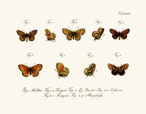 Butterflies by German School