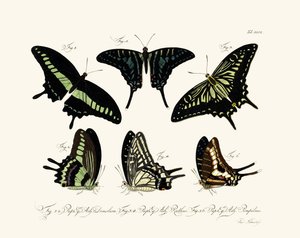 Butterflies