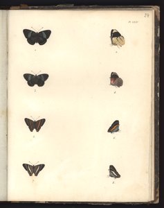Butterflies, Pl. XXIV, Illustration from Recueil d