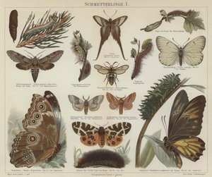 Butterflies and moths