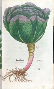 Cabbage, Botanical Plate by German School