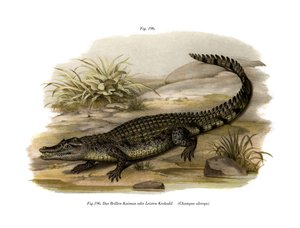 Caiman by German School