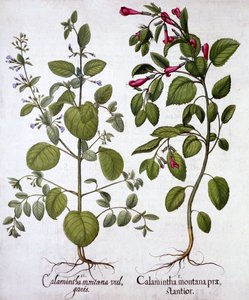 Calamints, from Hortus Eystettensis by German School