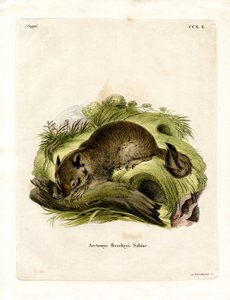 California Ground Squirrel by German School