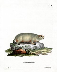 Canadian Marmot by German School