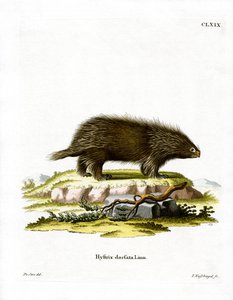 Canadian Porcupine by German School