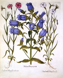 Canterbury Bells, and Corn Cockles, from Hortus Eystettensis by German School