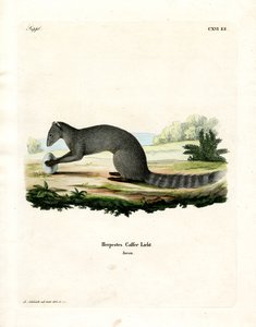 Cape Grey Mongoose by German School