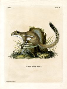 Cape Ground Squirrel by German School