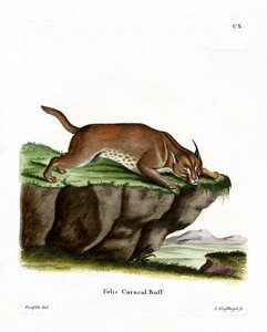 Caracal by German School