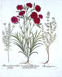 Carnation, Cat Thyme and Common Lavender Cotton, from Hortus Eystettensis