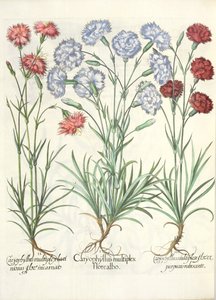 Carnations, from the Hortus Eystettensis by Basil Besler